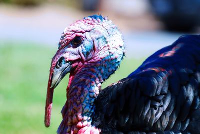 Close-up of peacock