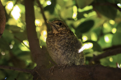 Close-up of owl perching on tree