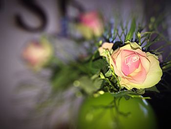 Close-up of flower against blurred background