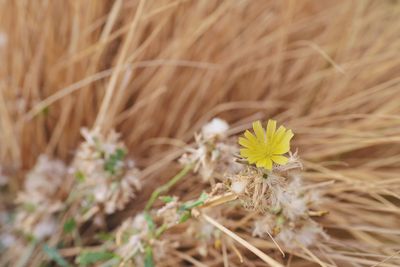 Close-up of white flowering plant on field