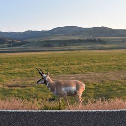 Horse standing on road