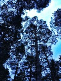 Low angle view of trees against sky