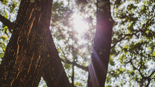 Low angle view of trees growing in forest