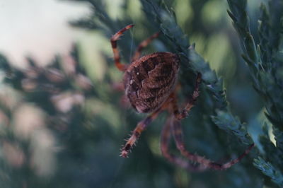 Close-up of plant against blurred background