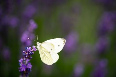 Close-up of butterfly pollinating on purple flower