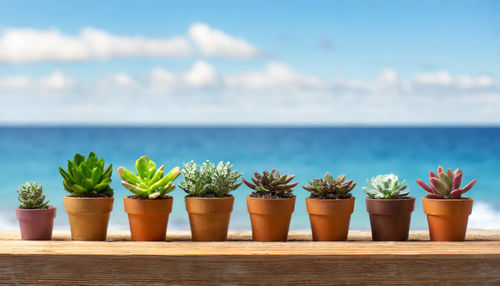 Potted plant against sea