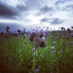 Close-up of thistle blooming on field against sky