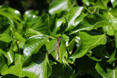 Close-up of insect on leaves