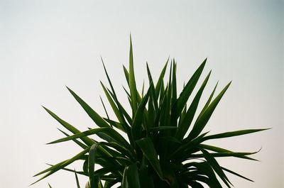 Close-up of plant against clear sky