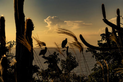 Close-up of silhouette birds perching on tree against sky