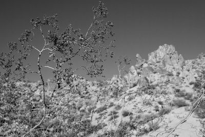 Close-up of fresh plants against clear sky