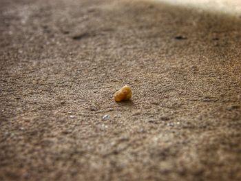 High angle view of insect on sand