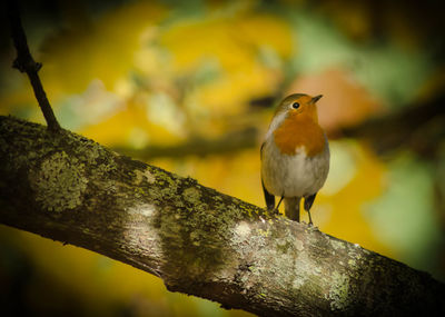 Close-up of bird