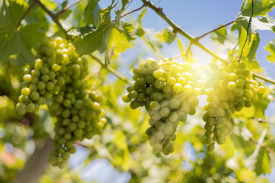 Close-up of grapes growing in vineyard