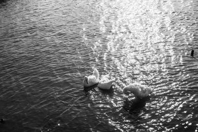 High angle view of ducks swimming in sea