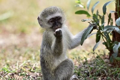 Close-up of monkey sitting on plant