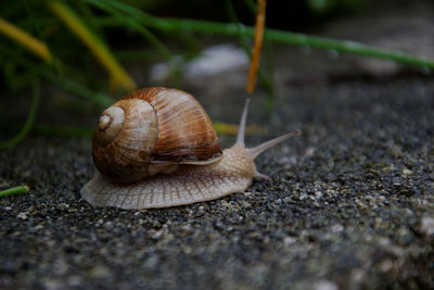 Close-up of snail on ground