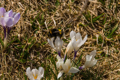 Close-up of white crocus flowers on field