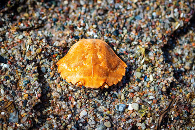 High angle view of crab on beach