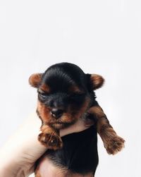 Woman holding puppy against white background