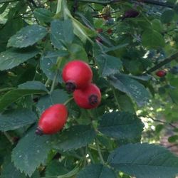 Close-up of berries growing on tree