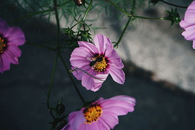 High angle view of pink cosmos flower