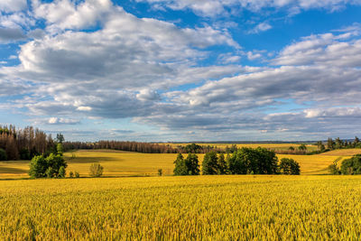 Scenic view of field against sky