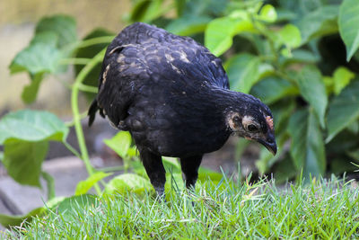 Close-up of a bird