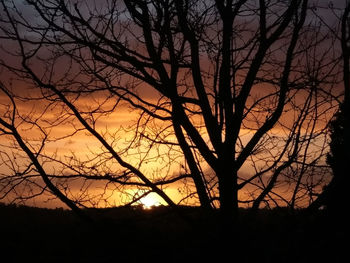 Silhouette bare tree against orange sky