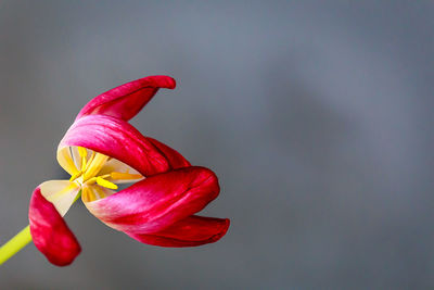 Close-up of red flower