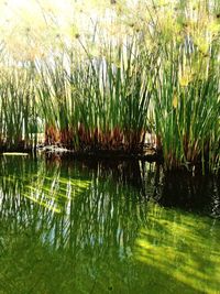 Scenic view of lake