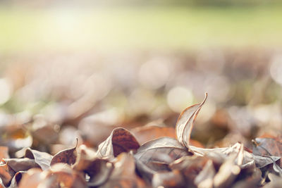 Close-up of dried autumn leaves on land