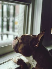 Close-up of dog by window
