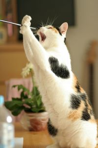 Cat rearing up on table at home