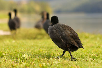 Black bird on a field