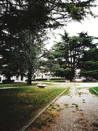 Trees in park against sky