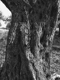 Close-up of tree trunk in forest