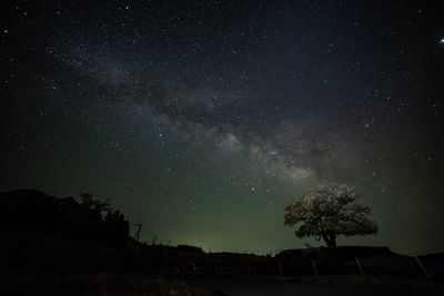 Low angle view of silhouette trees against sky at night