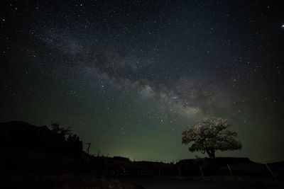 Low angle view of silhouette trees against sky at night