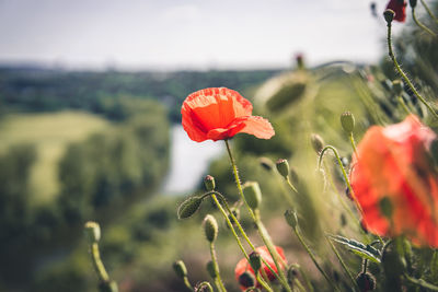 Close-up of red poppy flower on field