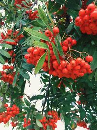 Low angle view of red berries growing on tree