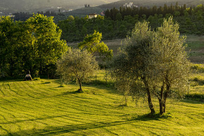 Trees on field