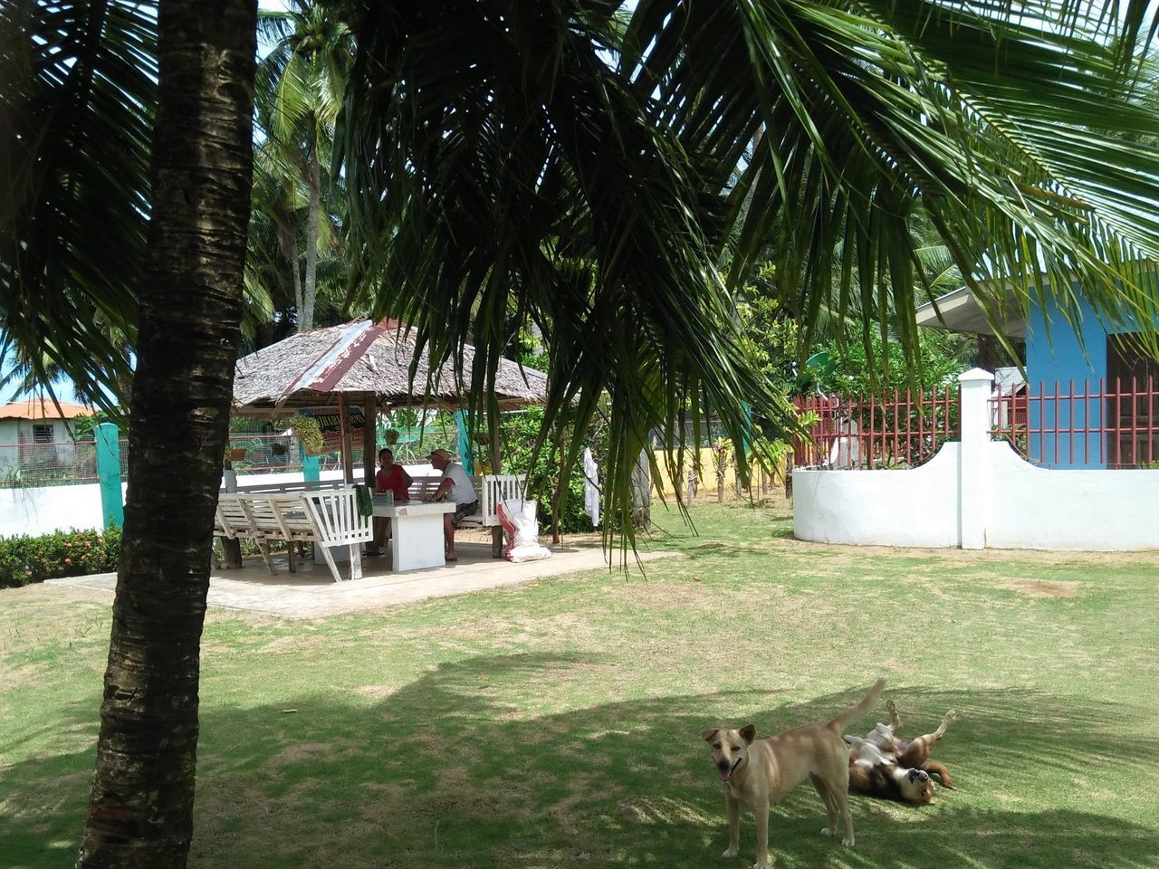 DOG ON PALM TREES AT PARK