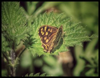 Close-up of butterfly on leaf