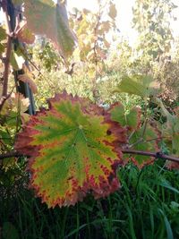 Close-up of autumn leaves on tree