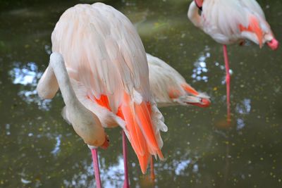 Flamingos in a lake