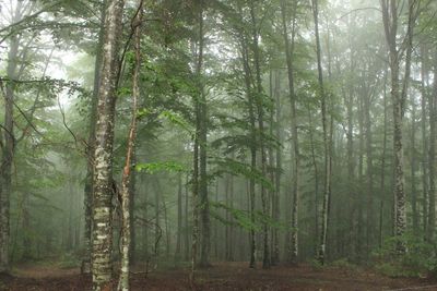 Trees in forest