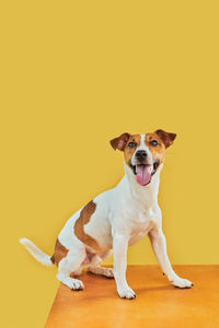 Dogs against yellow background