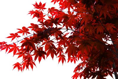 Low angle view of leaves on tree