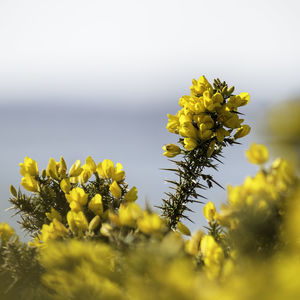 Close-up of yellow flowering plants on field